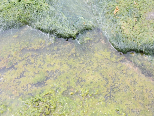 藻や苔